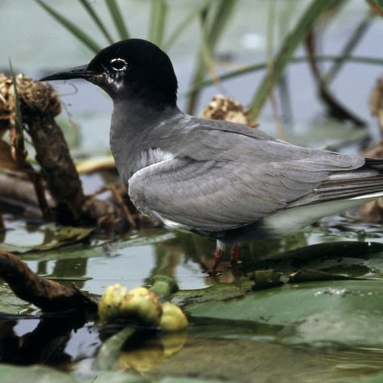 Program Strażnicy Rzek Program Strażnicy Rzek