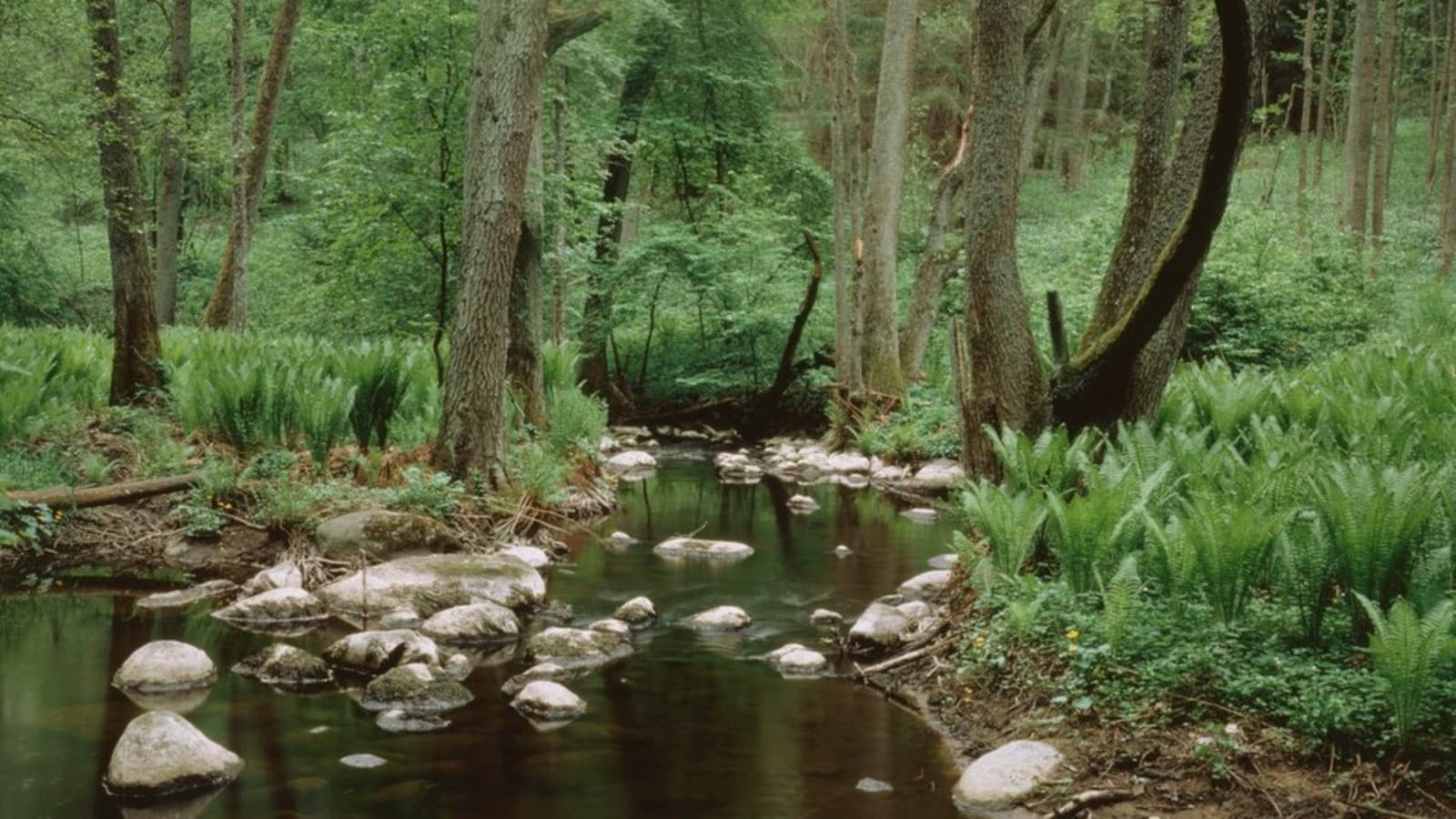 Strażnicy rzek Strażnicy rzek